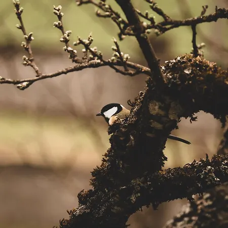 Cuckoos' Nest شقة