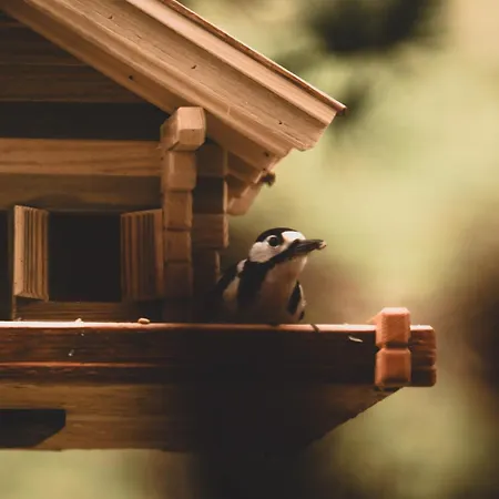 Apartment Cuckoos' Nest