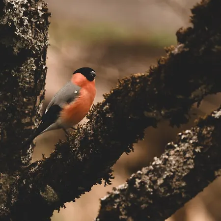 Διαμέρισμα Cuckoos' Nest Niedernsill