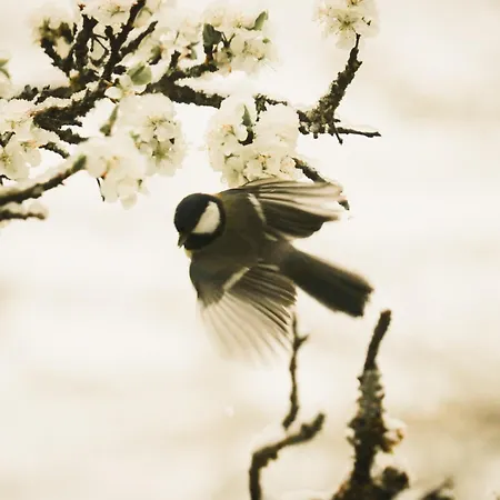 Cuckoos' Nest شقة