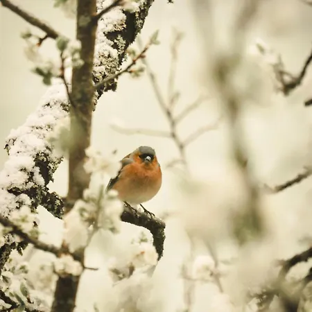 Cuckoos' Nest Διαμέρισμα *