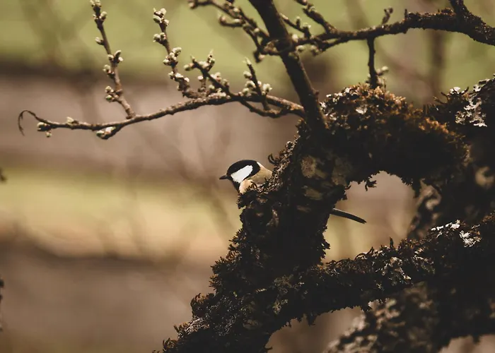 Cuckoos' Nest شقة