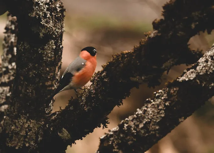 شقة Cuckoos' Nest نيدرمسيل