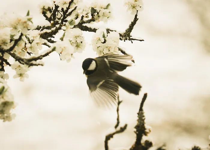 Cuckoos' Nest شقة