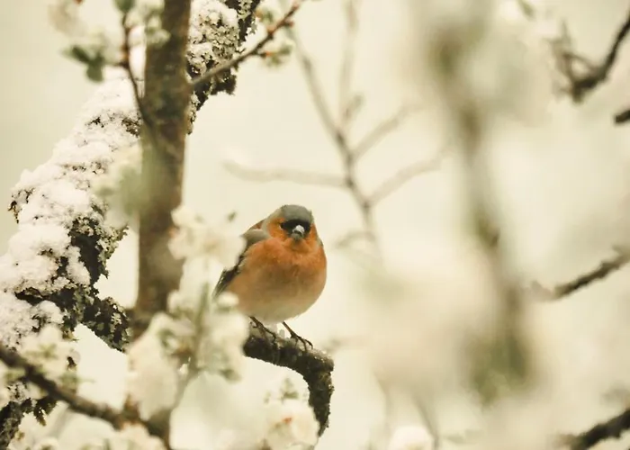 Cuckoos' Nest شقة *